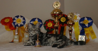 kater Joustas